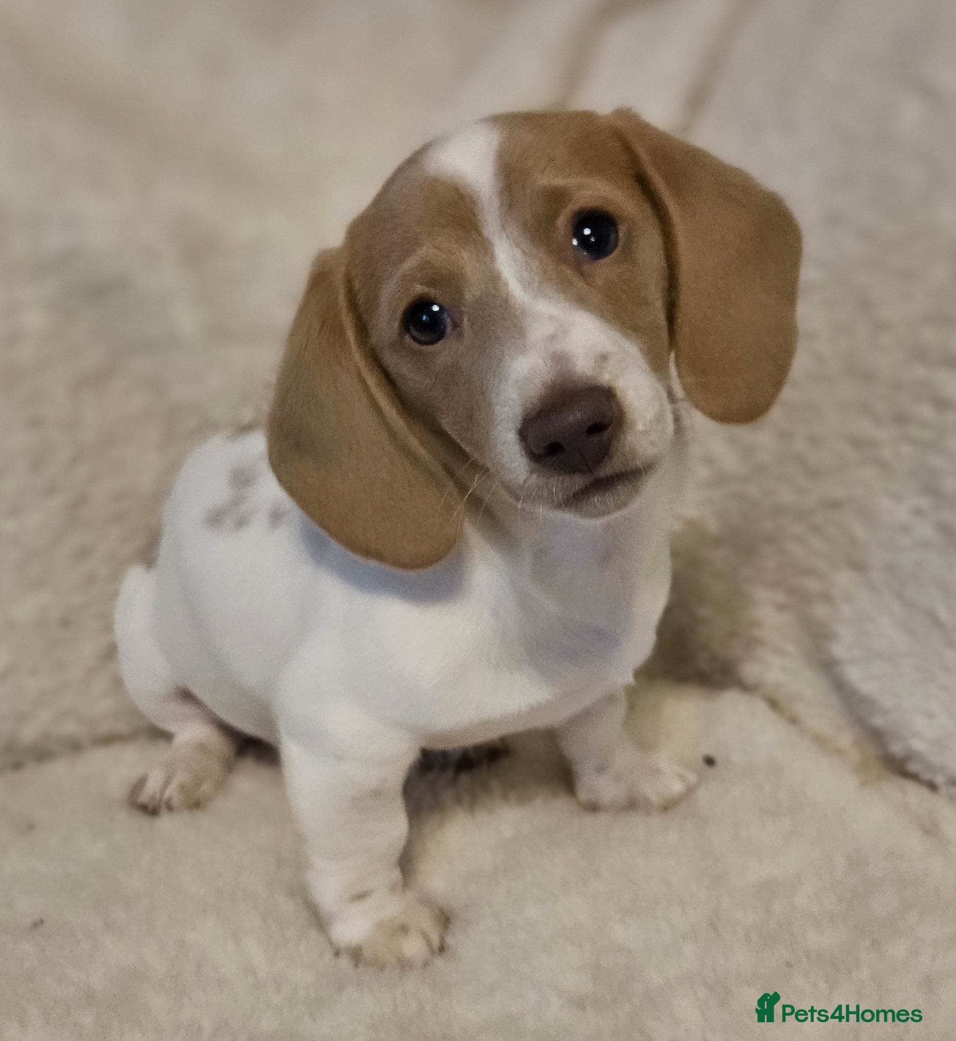 Miniature Dachshund dogs 1 Boy available kc miniature Dachshund puppies  - Advert 4