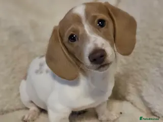 Miniature Dachshund dogs 1 Boy available kc miniature Dachshund puppies - Advert 2