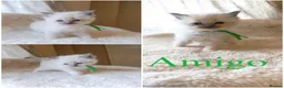 Ragdoll cats for sale: TICA Ragdoll kittens🐱🐱🐱 - Advert 4