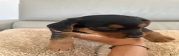 Mixed Breed dogs for sale: Dachshund puppies  in Birmingham - Advert 17