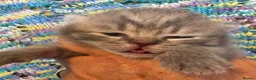 British Shorthair cats for sale: GCCF registered British shorthair kittens - Advert 6