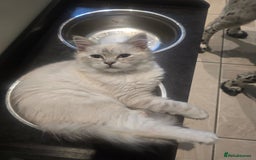 Ragdoll cats for sale: Ragdoll 6 months old - Image 11