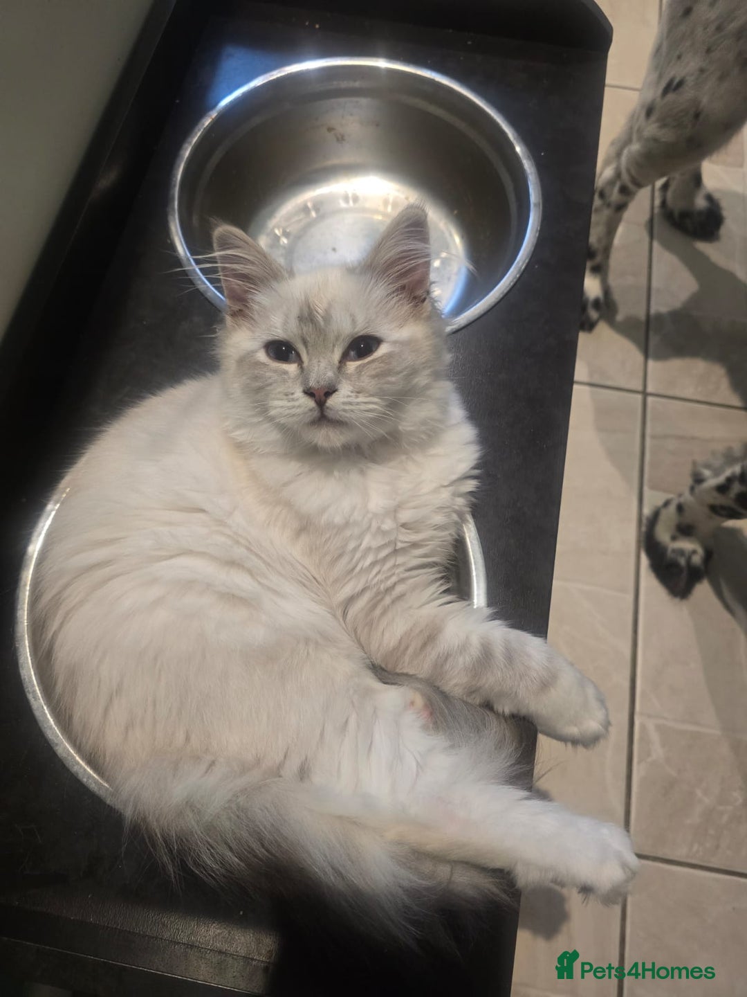 Ragdoll cats for sale: Ragdoll 6 months old - Image 11