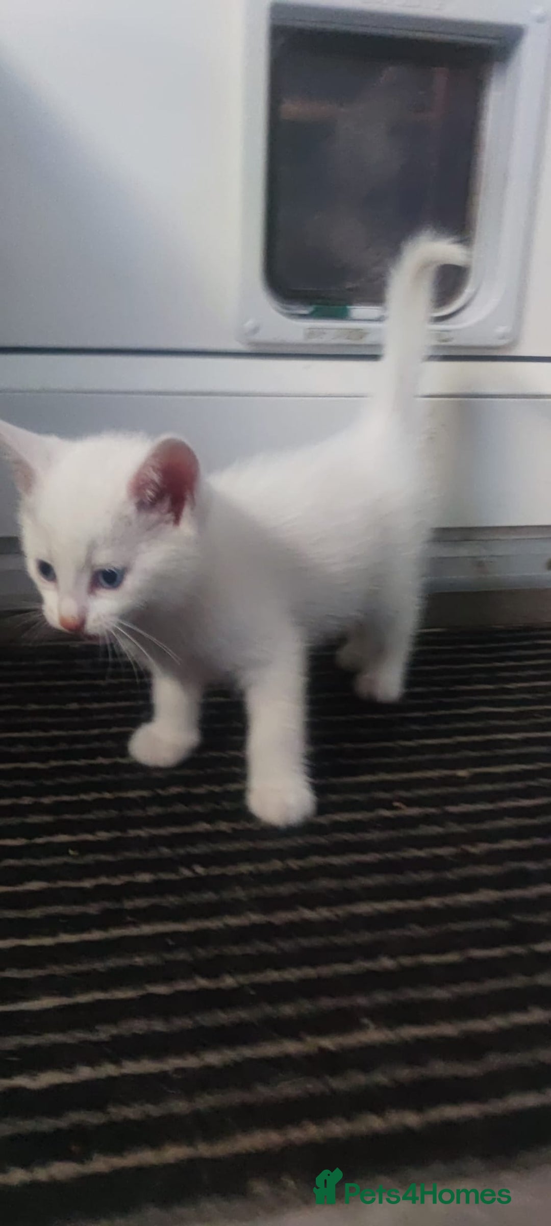 Mixed Breed cats for sale: 🐾 Kittens for Sale 🐾  - Image 2