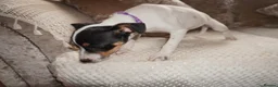 Jack Russell dogs for sale: Jackrussel puppies (1 BOY LEFT £450) - Advert 7
