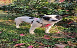 Mixed Breed dogs for adoption: 💖🐶 SISI 🐶💖 - Image 5