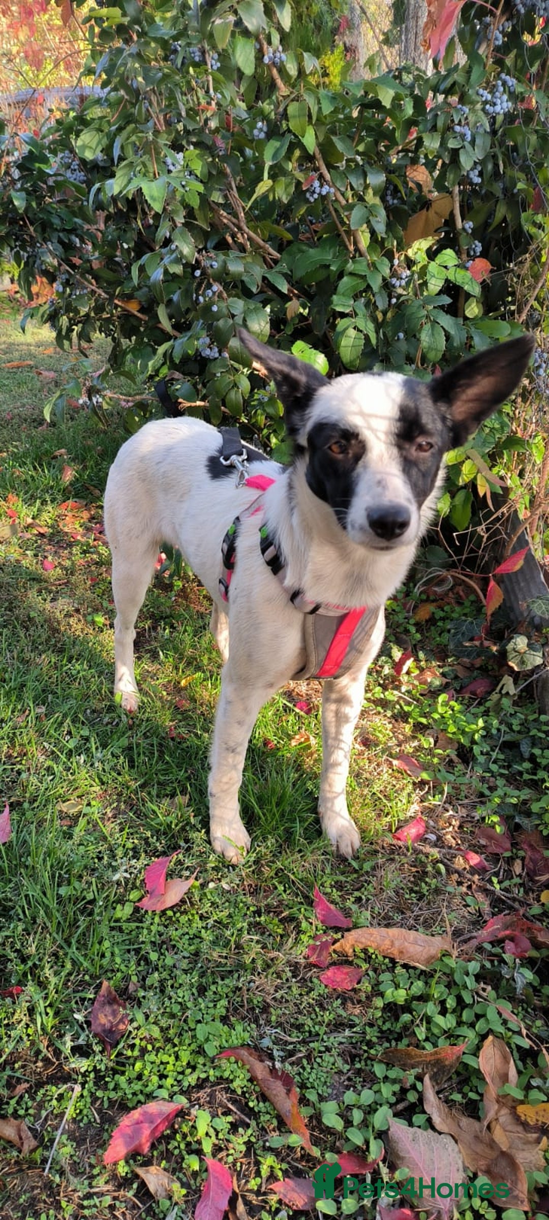 Mixed Breed dogs for adoption: 💖🐶 SISI 🐶💖 - Image 5