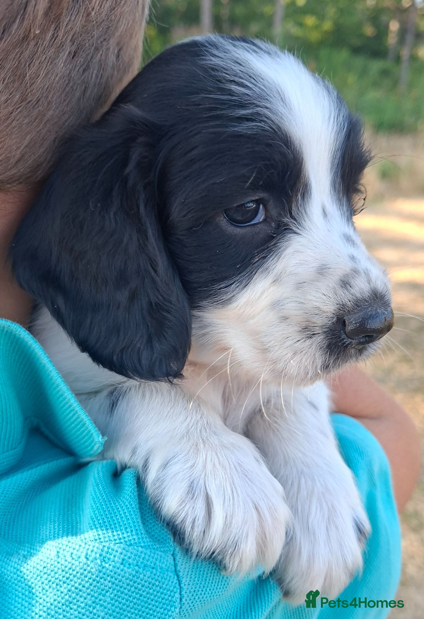 English Springer Spaniel dogs Working springer spaniel pups - Advert 1