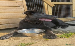 German Shepherd dogs for sale: Male German shepherd puppy  - Image 2