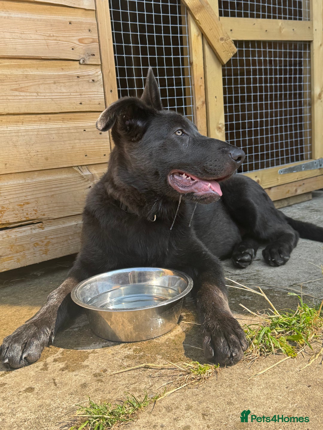 German Shepherd dogs for sale: Male German shepherd puppy  - Image 2