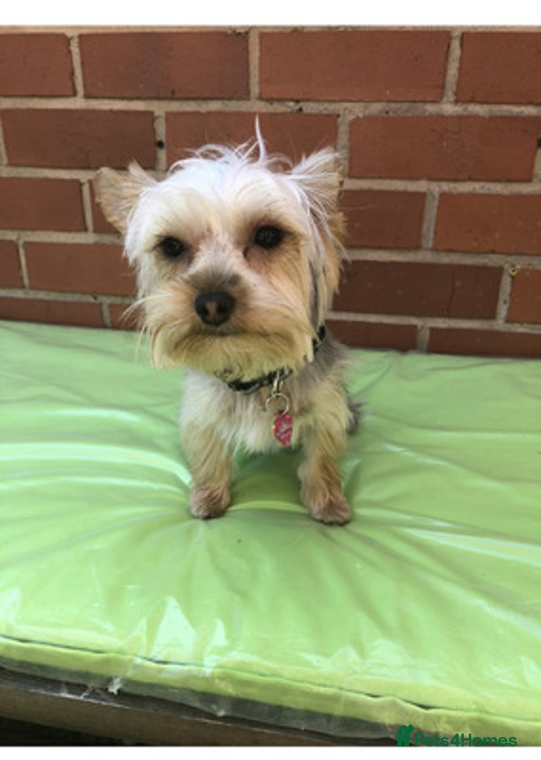 Yorkshire Terrier dogs for sale: adorable Yorkshire terrier boy - Advert 2