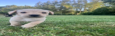 Labrador Retriever 6