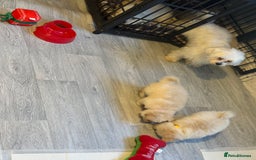 Maltese dogs for sale: Maltese x Pomeranian  - Advert 3