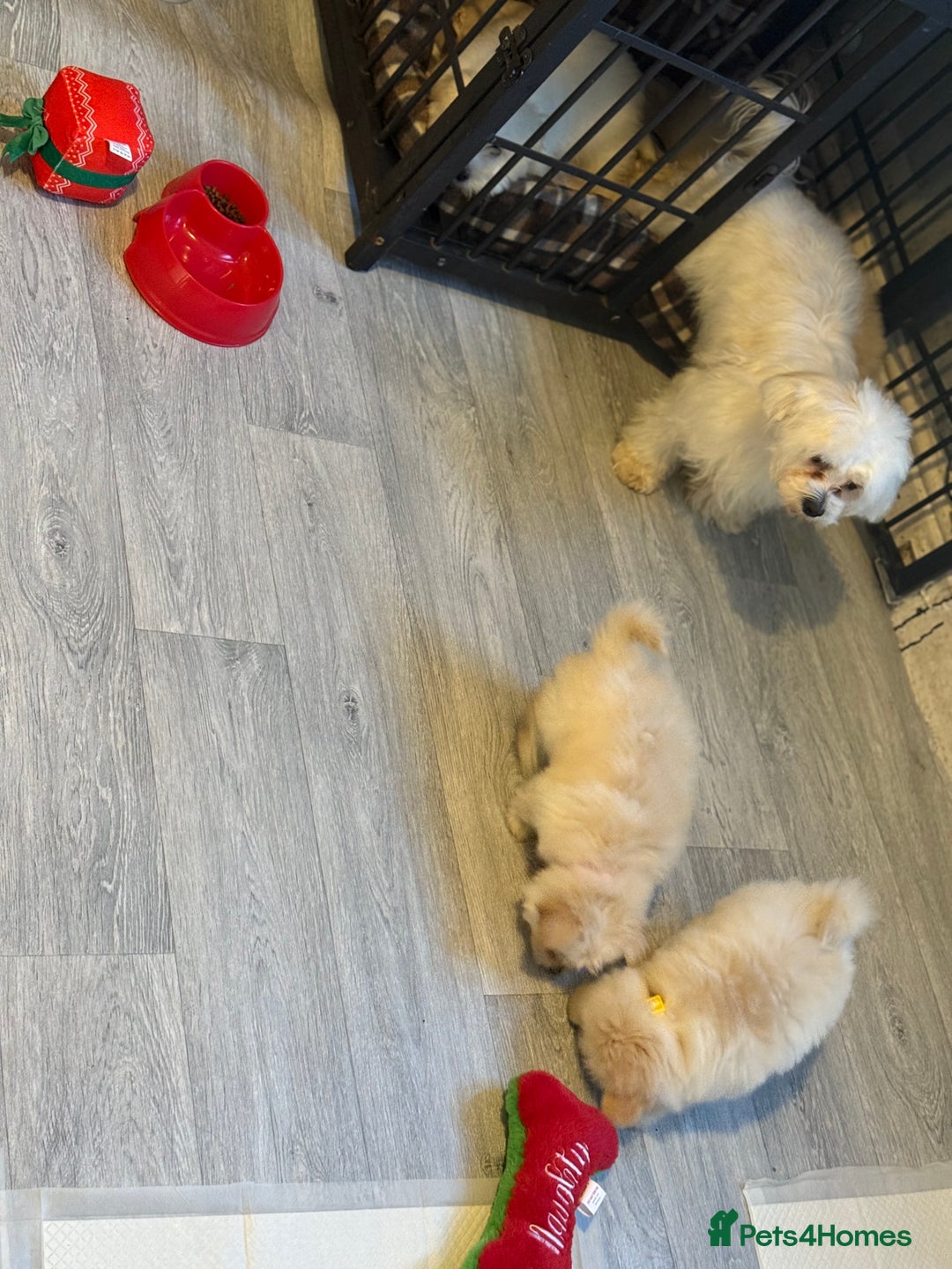 Maltese dogs for sale: Maltese x Pomeranian  - Advert 3