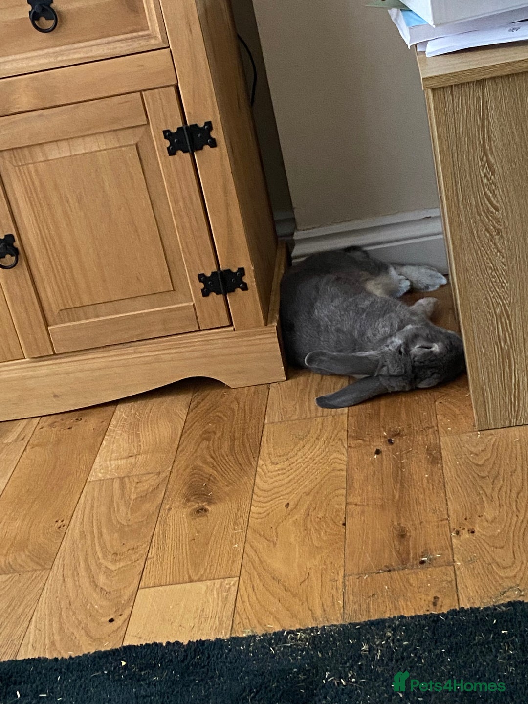 French Lop rabbits for sale: Bonded pair 2 lops - Image 7