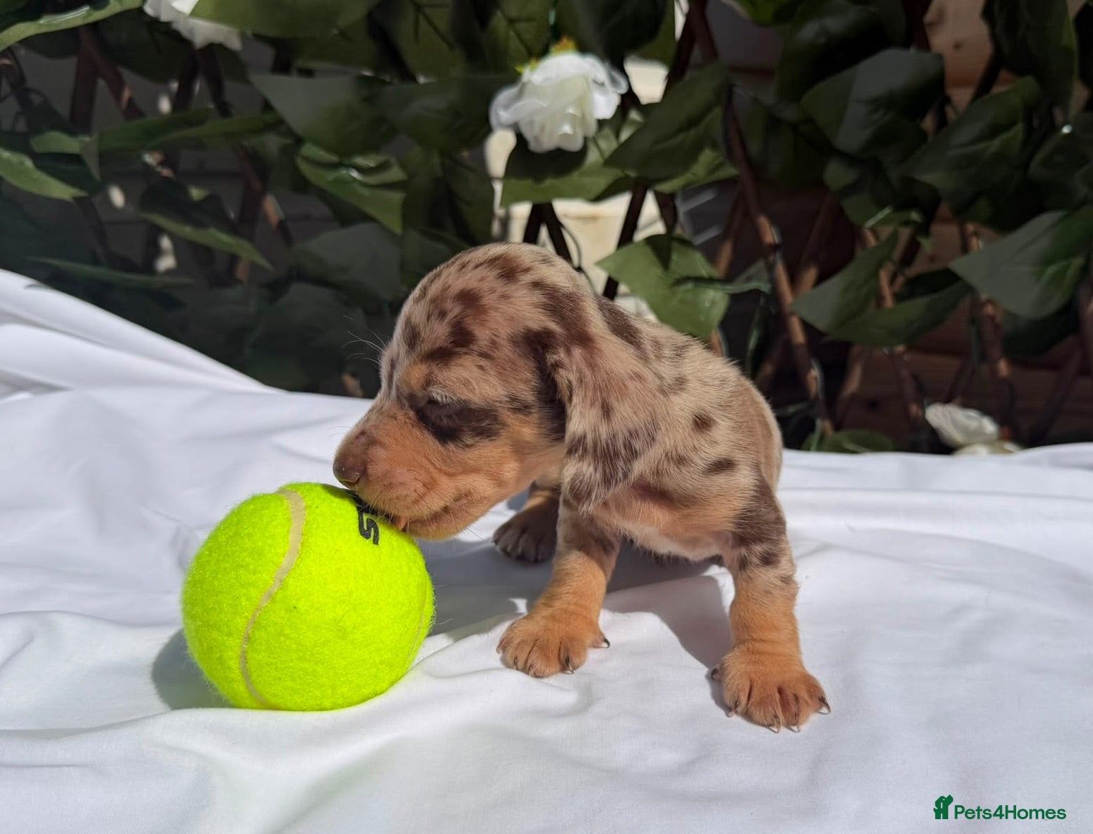 Miniature Dachshund dogs BEAUTIFUL TINY MINIATURE DASCHUNDS DAPPLE KC  - Advert 1