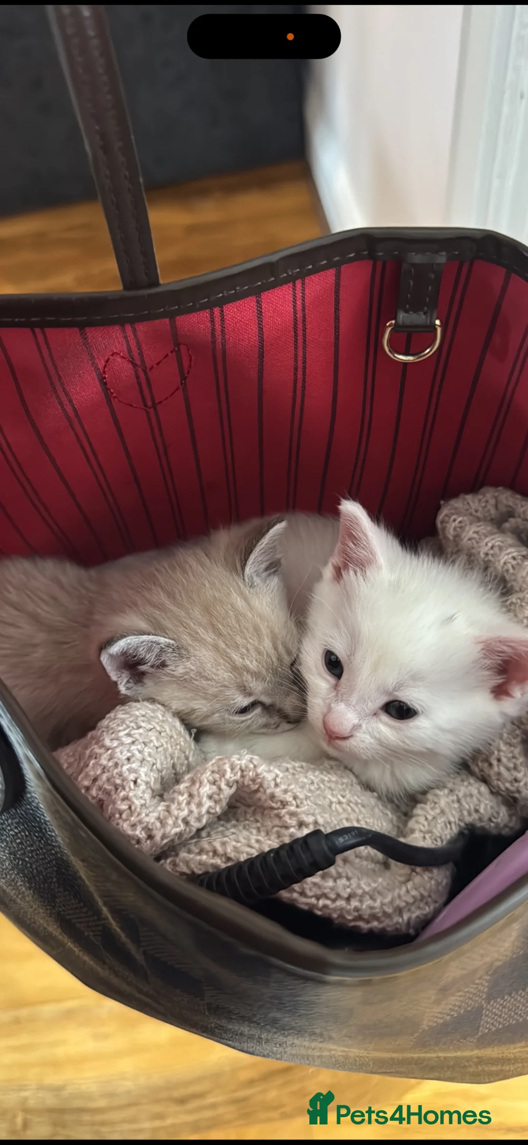 Mixed Breed cats for sale: Kittens  - Advert 2
