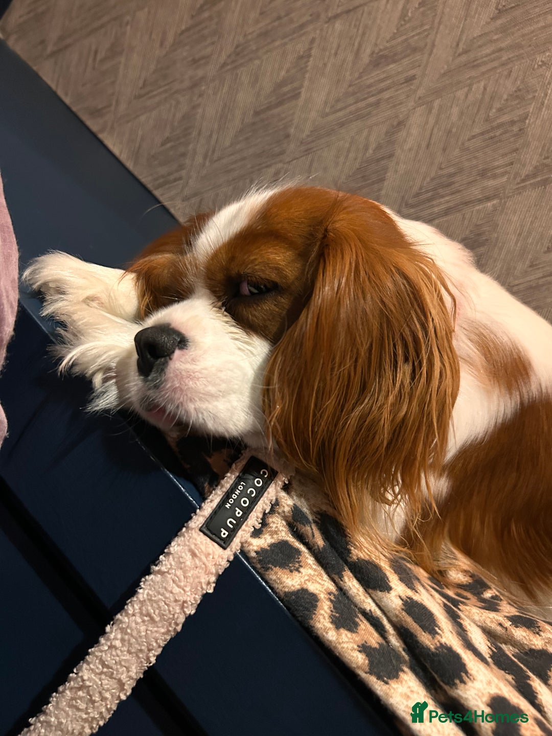 Cavalier King Charles Spaniel dogs for sale: 1 yr old Cavalier King Charles-Loving Home Needed - Advert 2