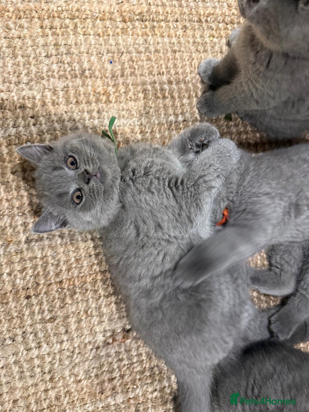 British Shorthair cats for sale: GCCF British Blue Kittens - Ready for  **   **  - Image 3