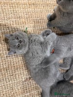 British Shorthair cats - Advert 5