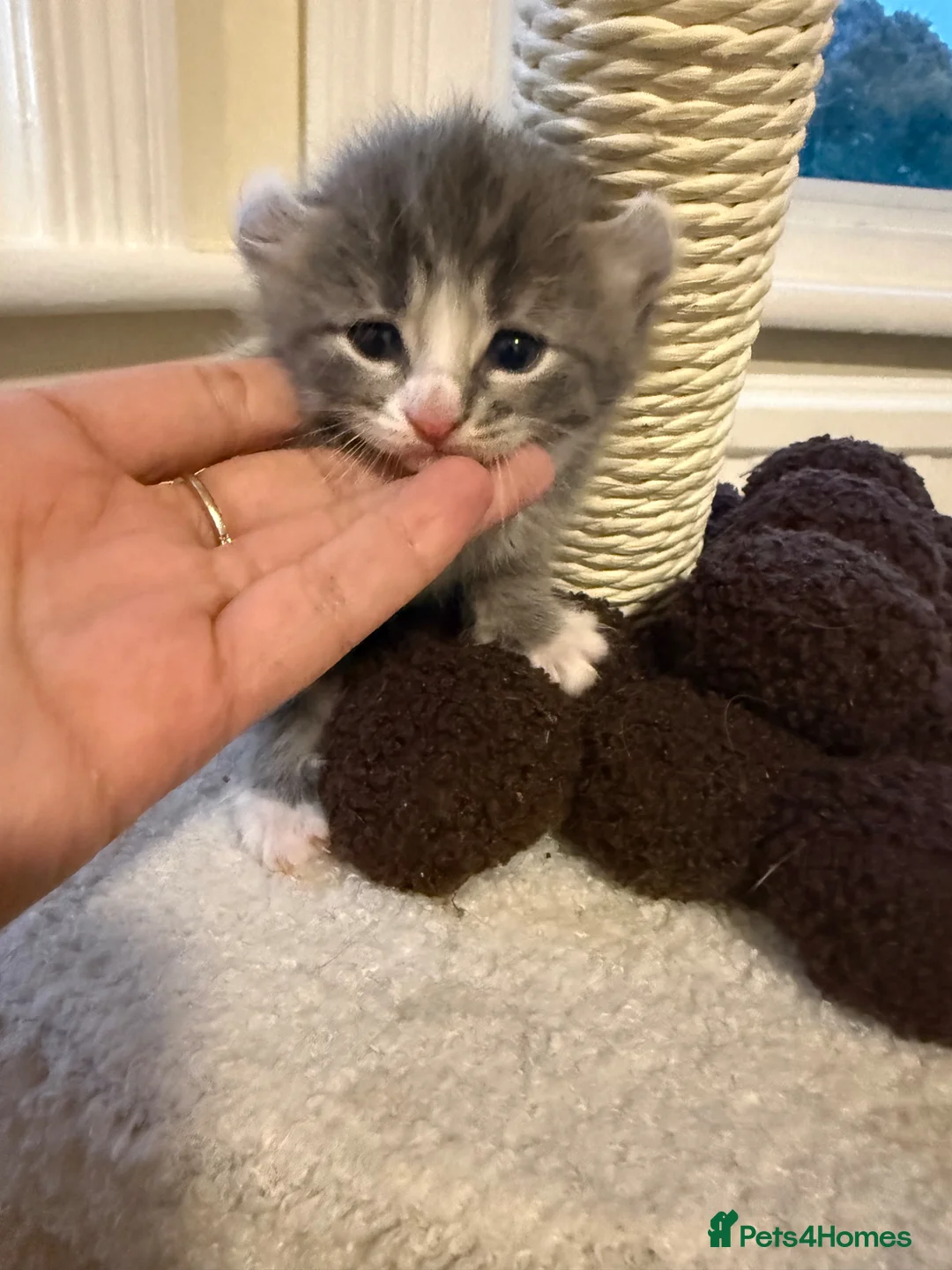 American Curl cats for sale: American curly-eared cat - Advert 1