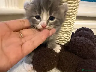 American Curl cats American curly-eared cat - Advert 3