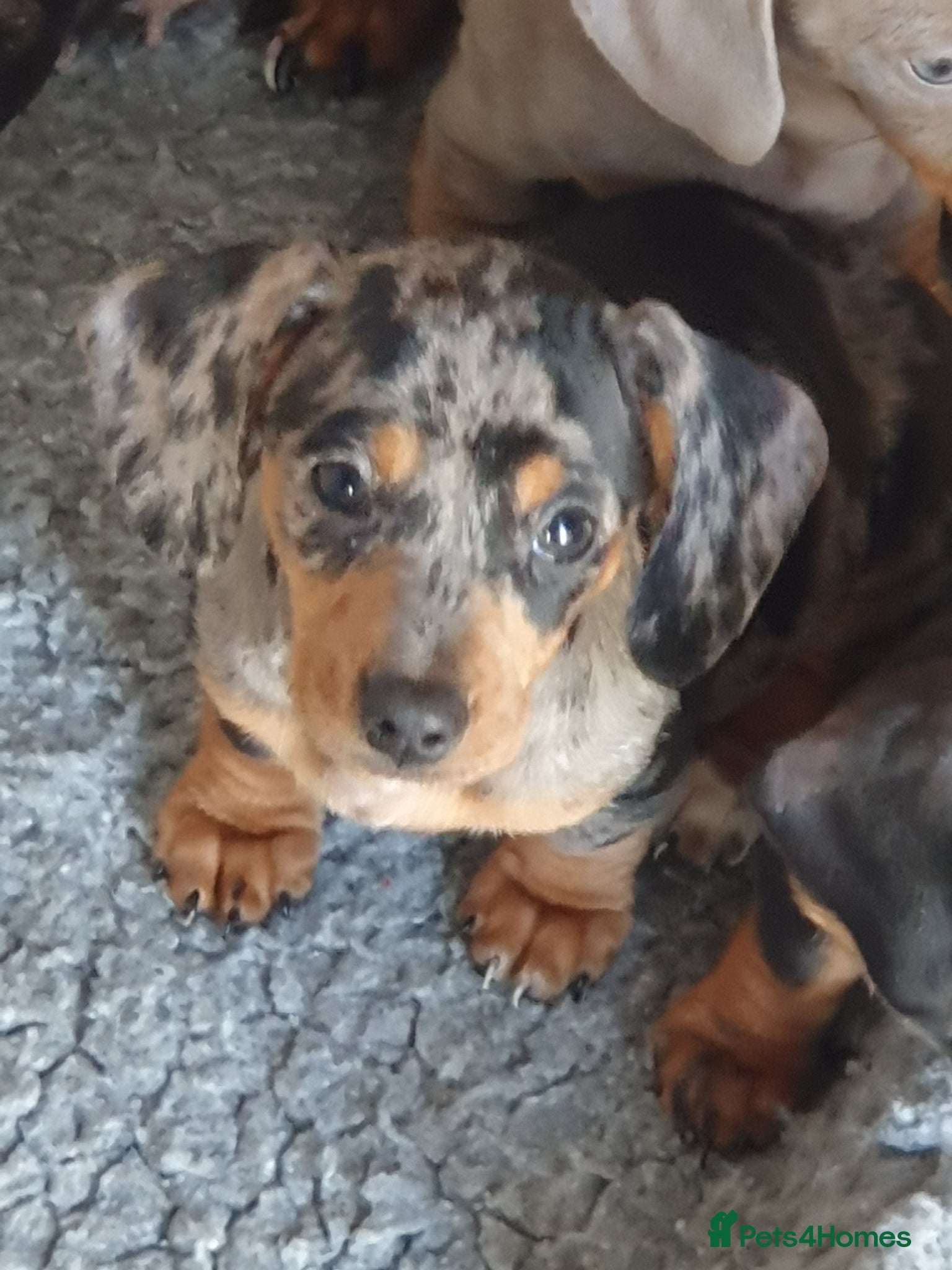 Dachshund dogs Dachshund - Advert 21