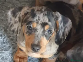 Dachshund dogs Dachshund - Advert 21