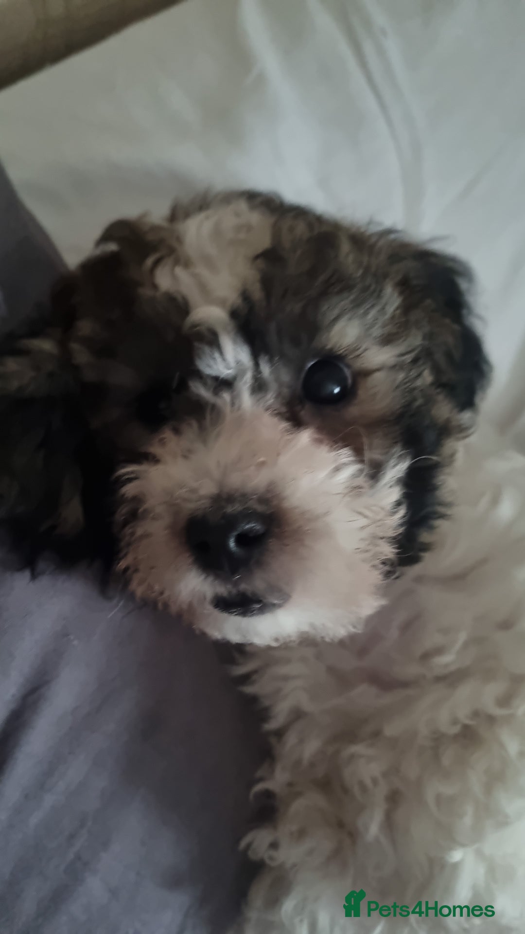 Maltipoo dogs for sale: Maltipoo 1 sable boy left - Image 2