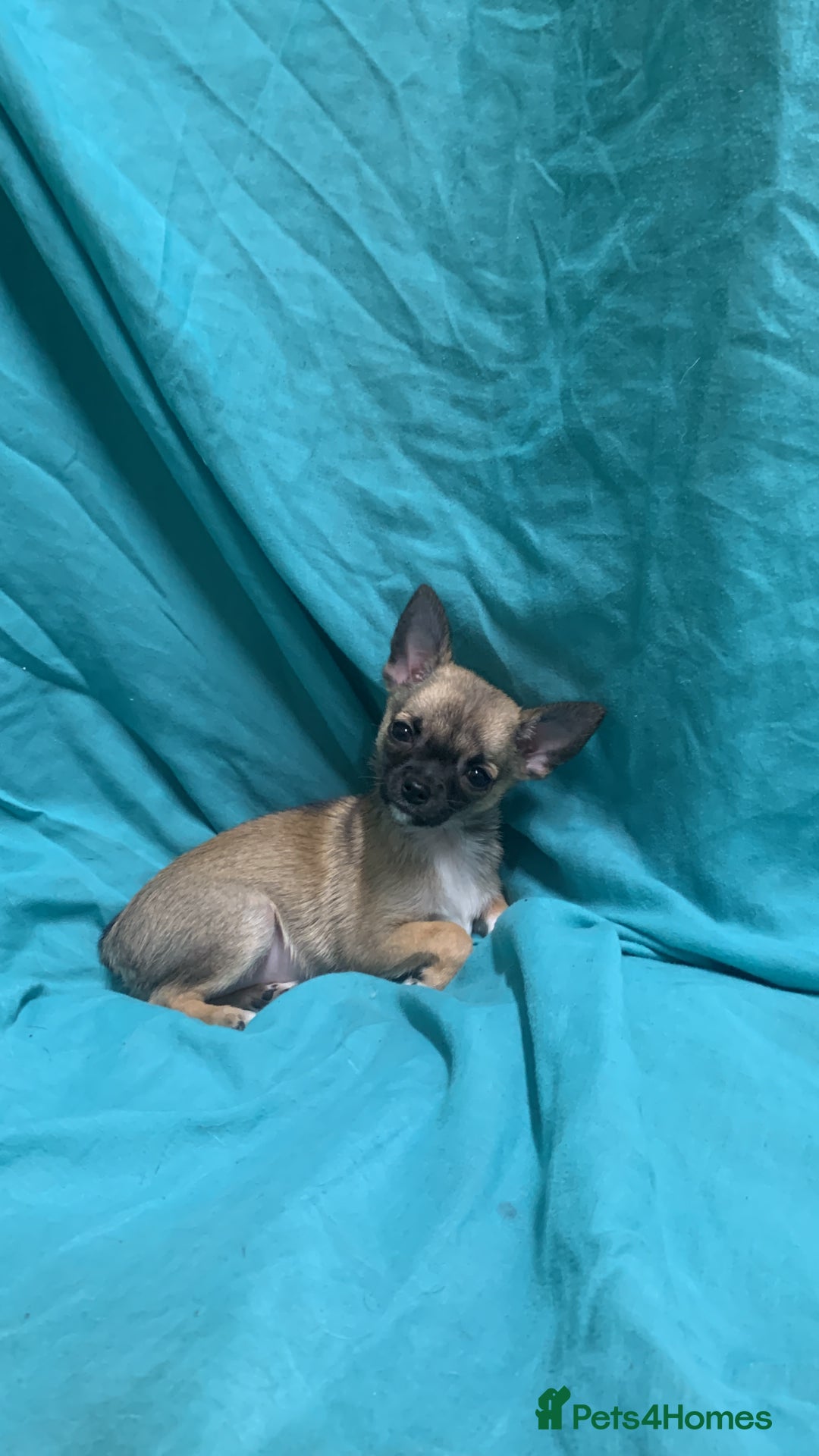 Pomchi dogs for sale: 🐾MALE POMCHI PUPPIES🐾 - Advert 11