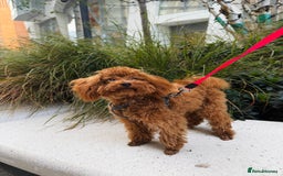 Toy Poodle dogs for sale: Toy Poodle Girl – Looking for a Loving Home - Image 4