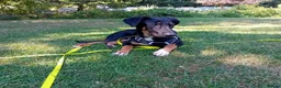 Huntaway dogs for adoption: Mungo - Huntaway for Adoption in Bristol - Advert 5