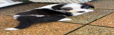 Border Collie Puppy 1