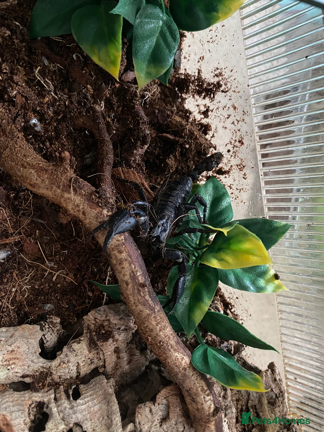 Mixed Breed reptiles for sale: Reptile, invert and amphibian rescue service.  - Advert 12