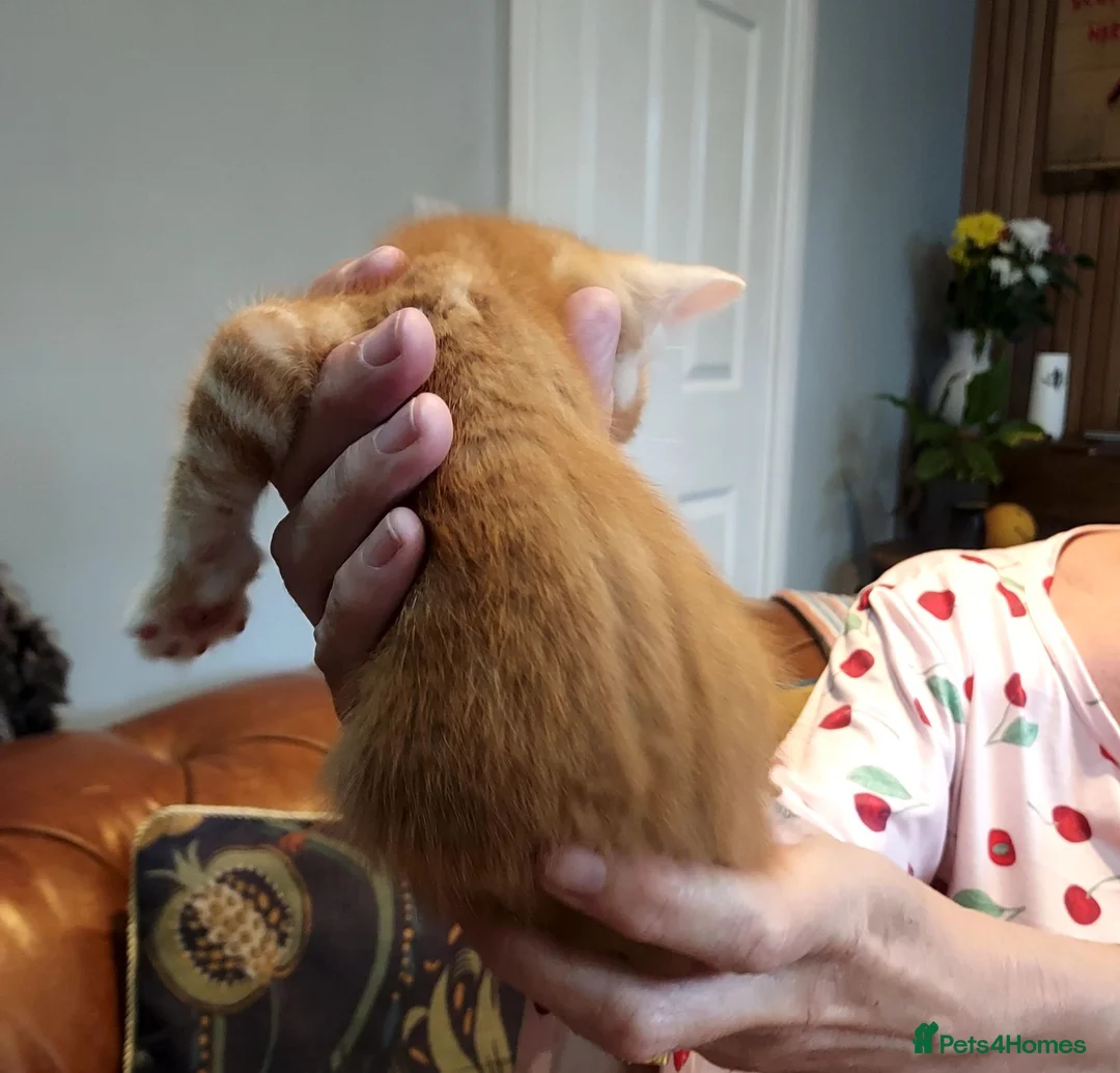 Mixed Breed cats for sale: Gingal kitte s x 5 - Advert 2