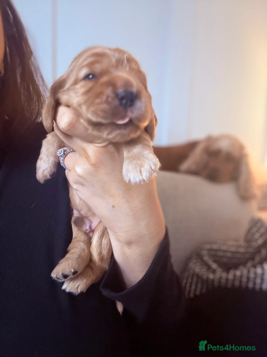 Cocker Spaniel dogs for sale: Show type cocker spaniels - Advert 15