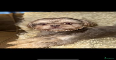 Shih Tzu dogs - Advert 2