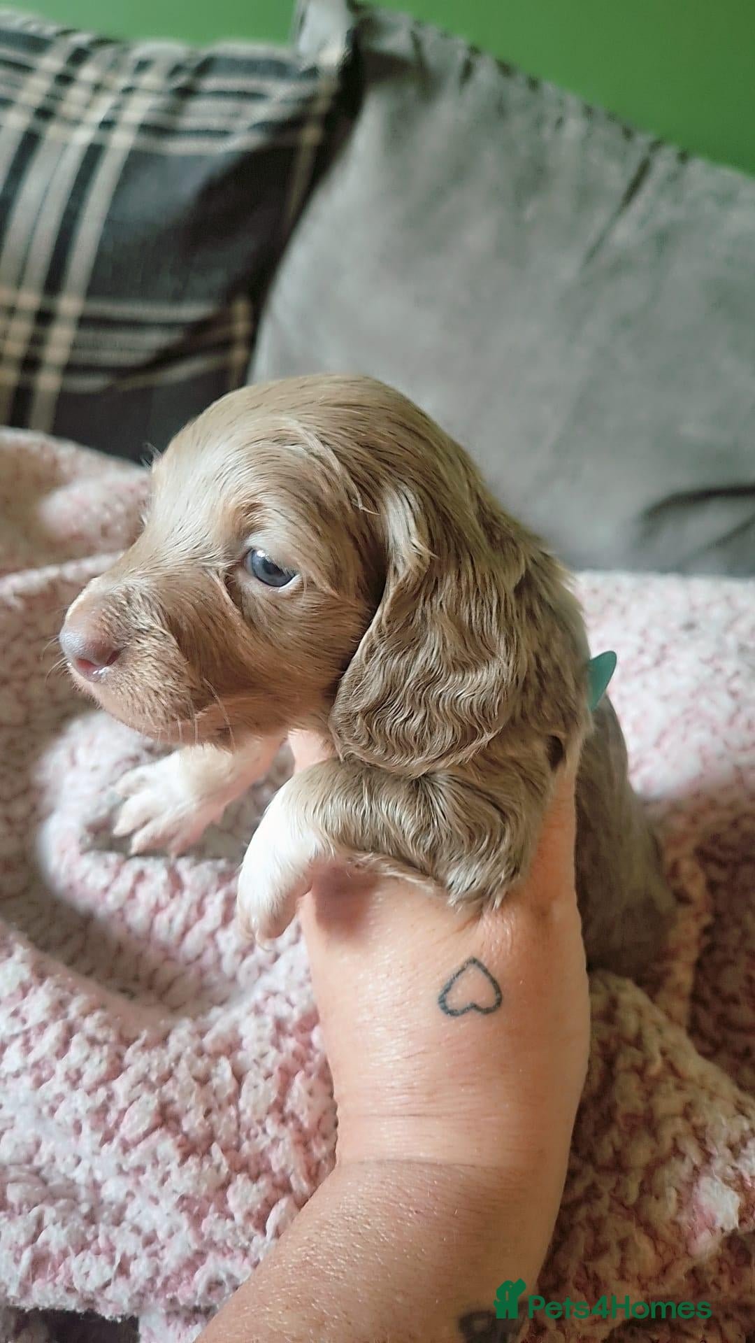 Miniature Dachshund dogs Miniature Longhaired Dachshunds - Advert 7