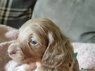 Miniature Dachshund dogs Miniature Longhaired Dachshunds - Advert 3