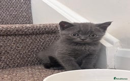 Scottish Fold cats for sale: Adorable Kittens - Image 4