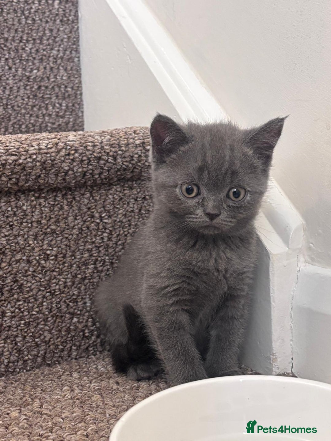 Scottish Fold cats for sale: Adorable Kittens - Image 4