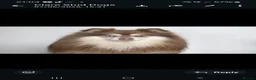 Pomsky dogs for stud:  Reggie the F3 pomsky for stud  - Advert 11