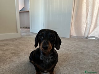 Miniature Dachshund dogs - Advert 25