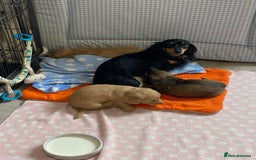 Miniature Dachshund dogs for sale: English Cream Mini Long Haired Dachshund  - Image 7