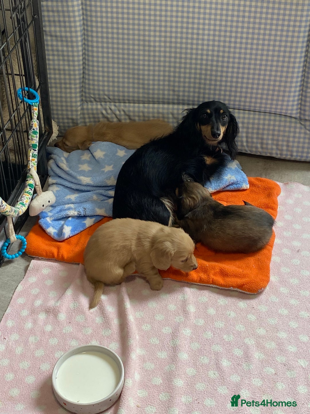 Miniature Dachshund dogs for sale: English Cream Mini Long Haired Dachshund  - Image 7