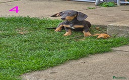 Miniature Dachshund dogs for sale: Miniture dachshunds  - Image 2