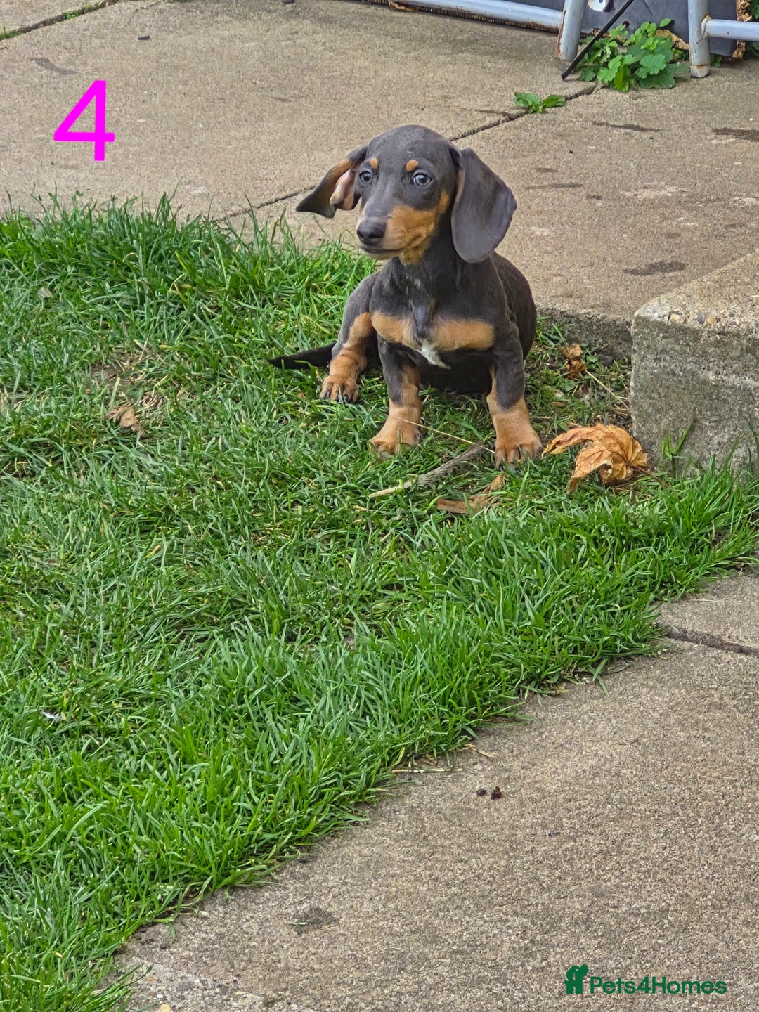 Miniature Dachshund dogs for sale: Miniture dachshunds  - Image 2
