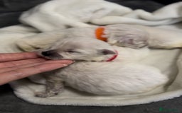 Bichon Frise dogs for sale: Beautiful Bichon Frise only 1 available  - Image 6