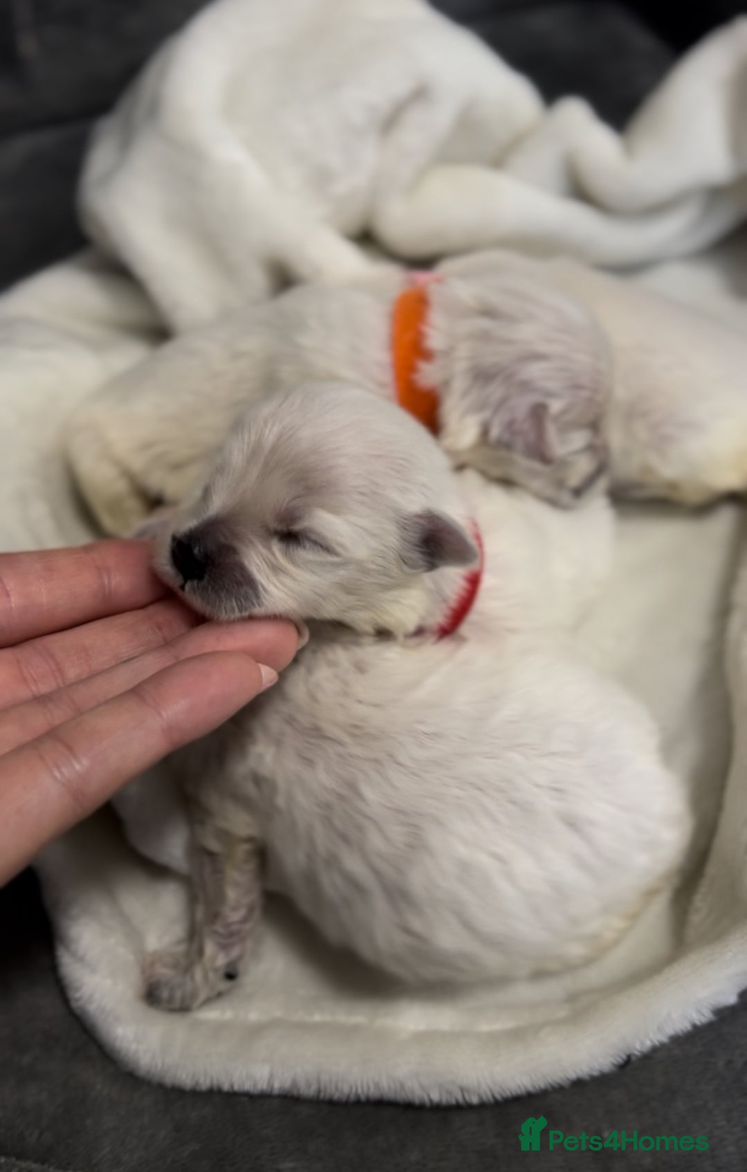 Bichon Frise dogs for sale: Beautiful Bichon Frise only 1 available  - Image 6