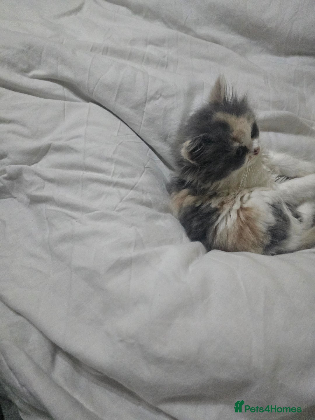 Mixed Breed cats for sale: Milky ,oreo - Advert 11